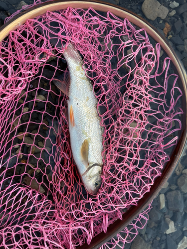 ウグイの釣果