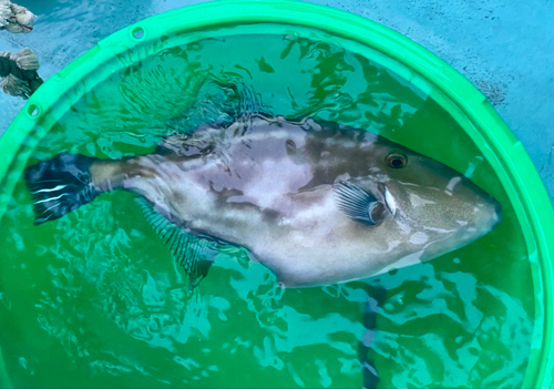 ウマヅラハギの釣果