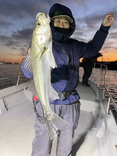 シーバスの釣果