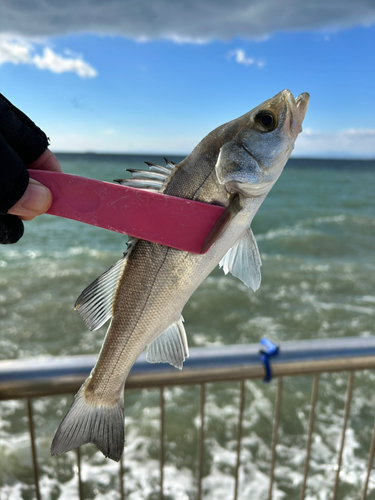 セイゴ（マルスズキ）の釣果