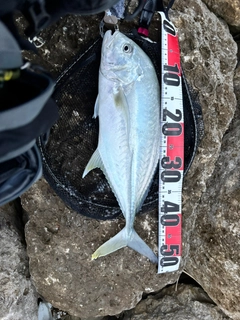 オニヒラアジの釣果