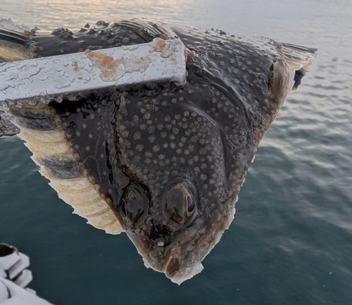 カワガレイの釣果