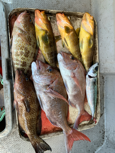 マダイの釣果