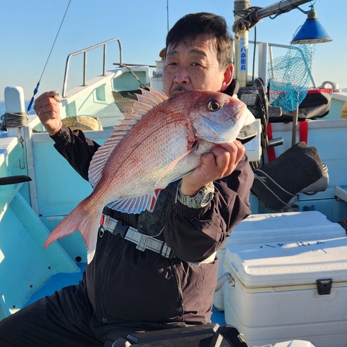 マダイの釣果