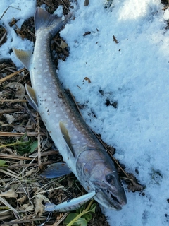 アメマスの釣果