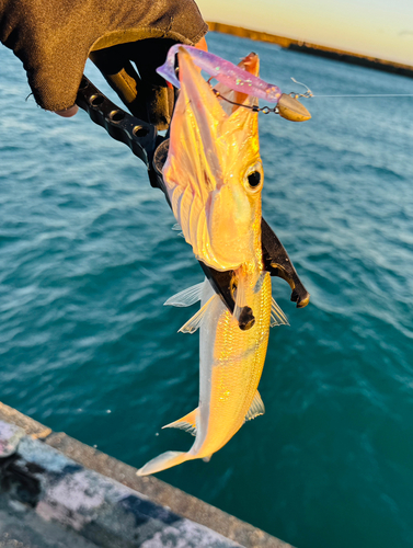 カマスの釣果