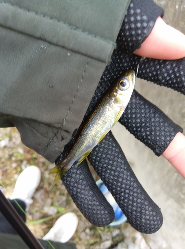 カワムツの釣果