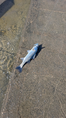 釣果