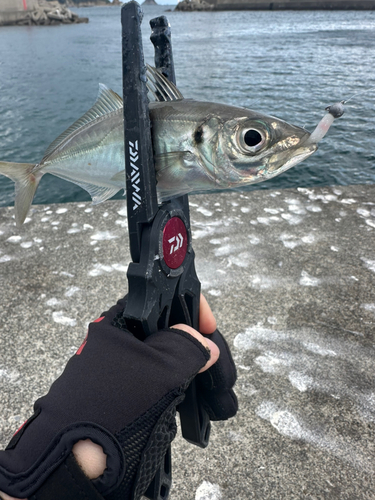 マアジの釣果