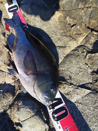 クチブトグレの釣果