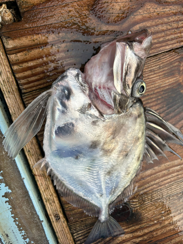 カガミダイの釣果