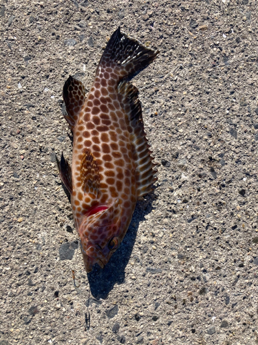 オオモンハタの釣果