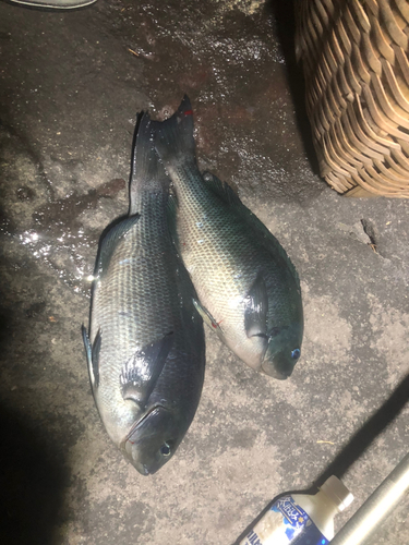 ヘダイの釣果