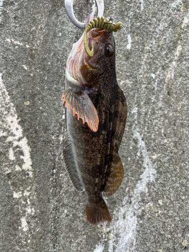 アイナメの釣果