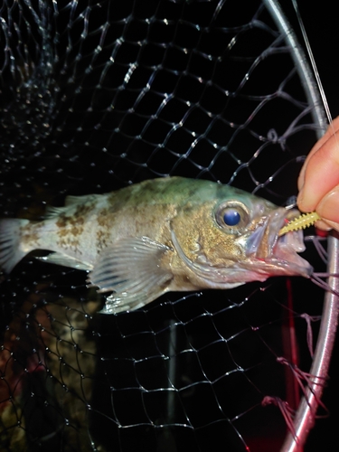 メバルの釣果