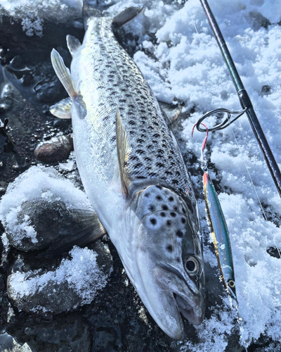 ブラウントラウトの釣果