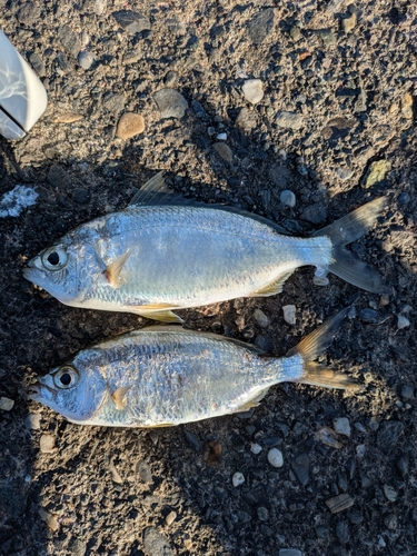 クロサギの釣果