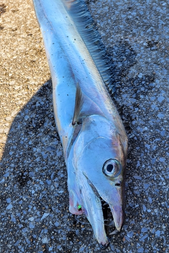 タチウオの釣果