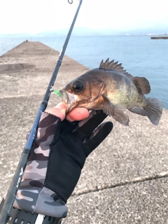 メバルの釣果