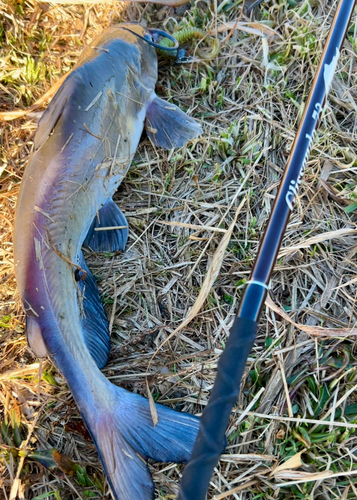 アメリカナマズの釣果