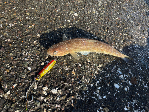 エソの釣果