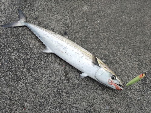 サゴシの釣果