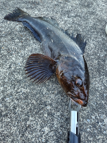 アイナメの釣果