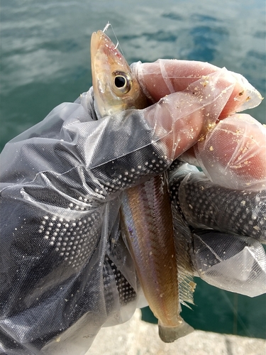 キスの釣果