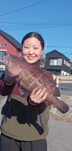 マハタの釣果