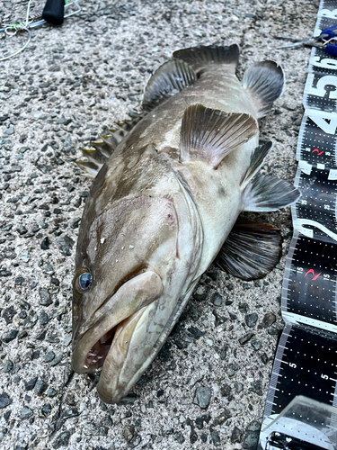 クエの釣果