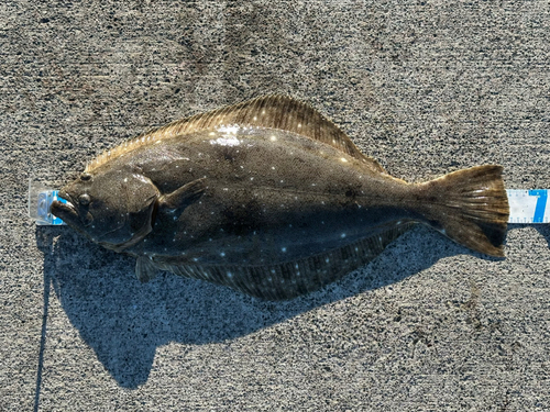 ヒラメの釣果