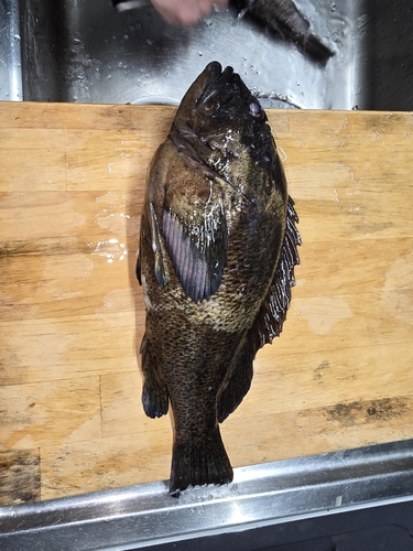 タケノコメバルの釣果