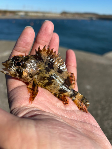 ムラソイの釣果