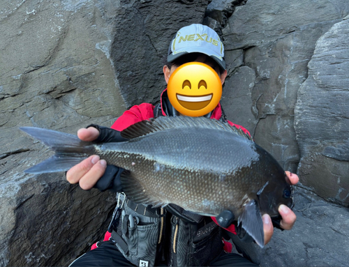 オナガグレの釣果