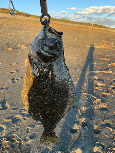 ヒラメの釣果