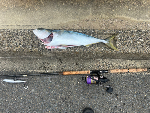 ヤズの釣果