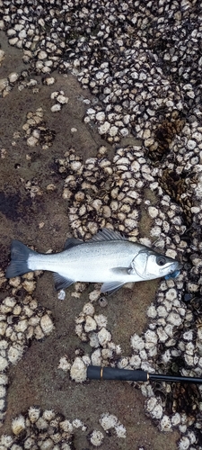 ヒラスズキの釣果