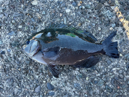 花水川河口