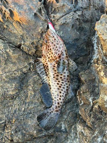 オオモンハタの釣果