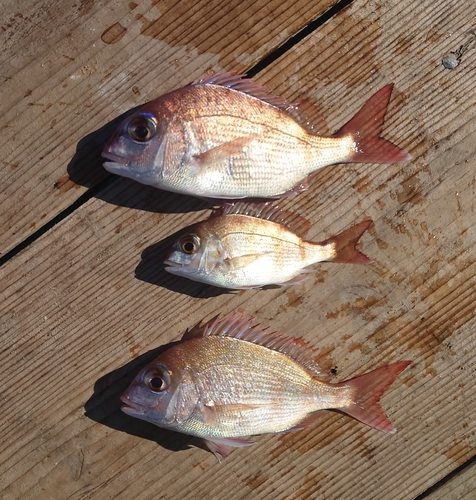 チダイの釣果