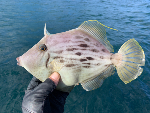 カワハギの釣果