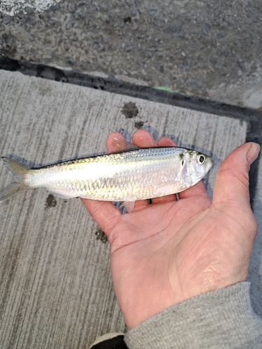 サッパの釣果