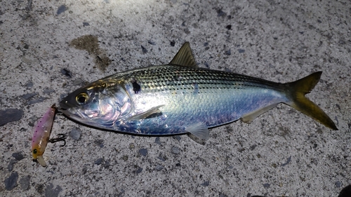 コノシロの釣果