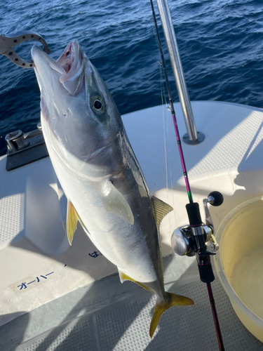 ワラサの釣果