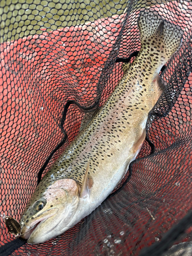 ニジマスの釣果