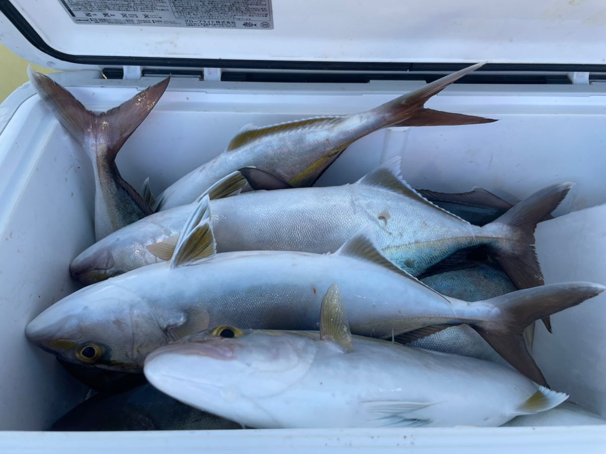 あろわな‪🎣‬さんの釣果 1枚目の画像