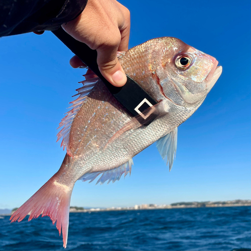 ハナダイの釣果