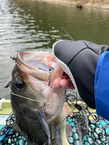 ブラックバスの釣果