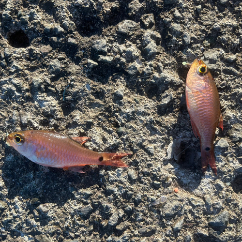 クロホシイシモチの釣果