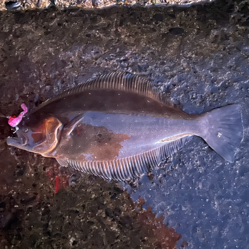 ヒラメの釣果